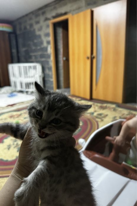 Отдам даром кошка