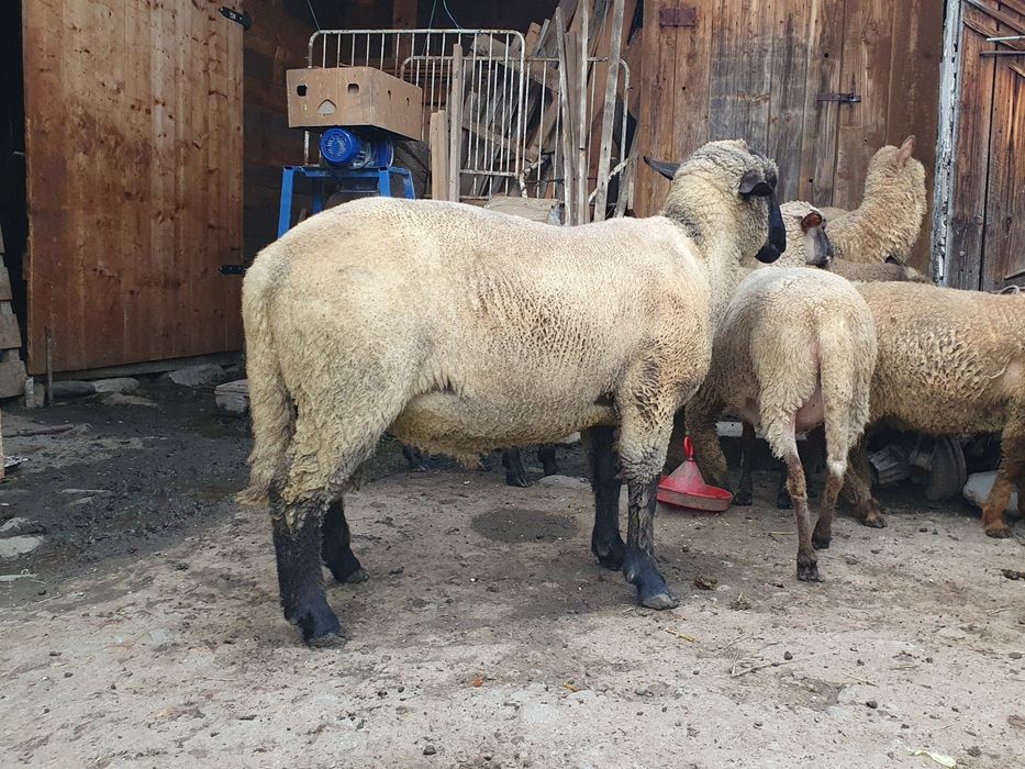 Vand berbec suffolk din 2024