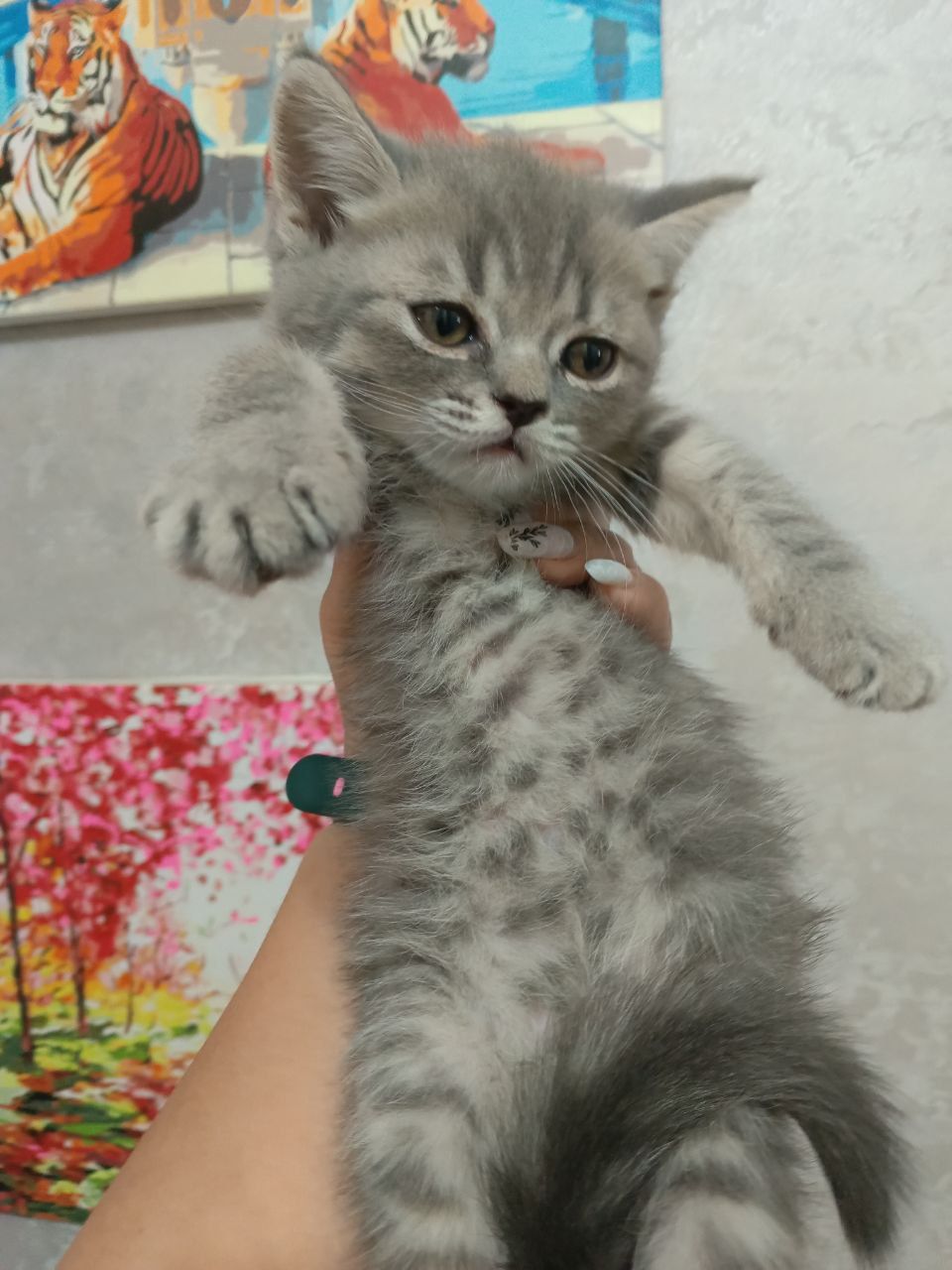 Срочно продаются котята!
