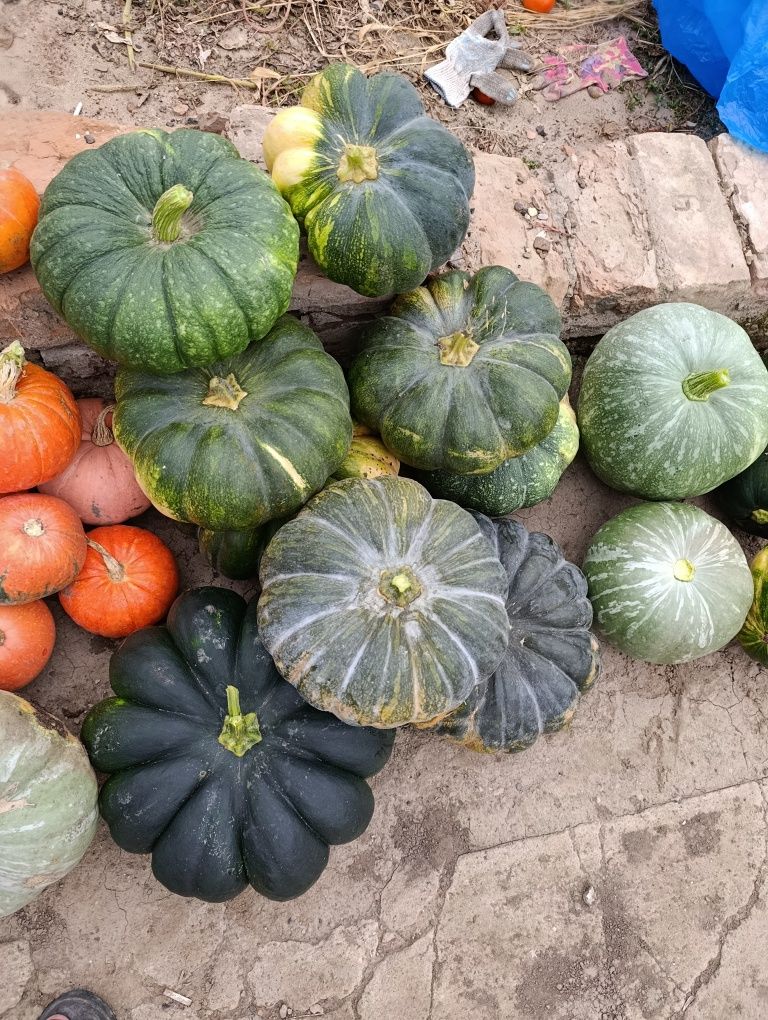 Продам тыкву разные сорта