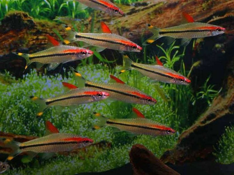 Продаются аквариумные рыбки