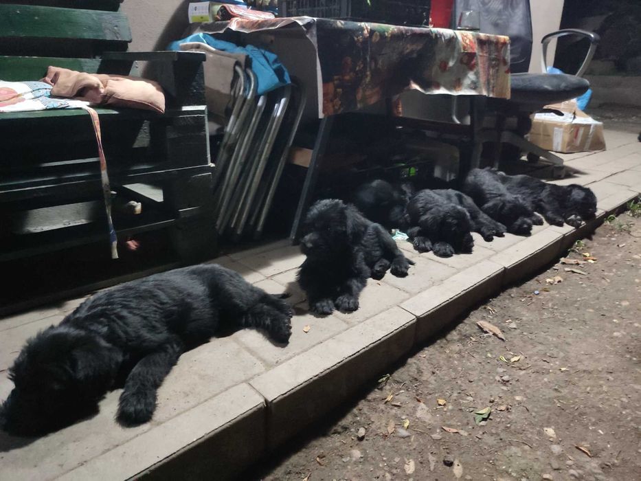 Căței de rasă paza și agrement !!!