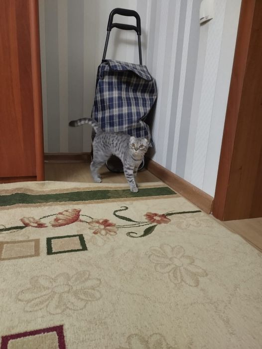 Продаётся котёнок