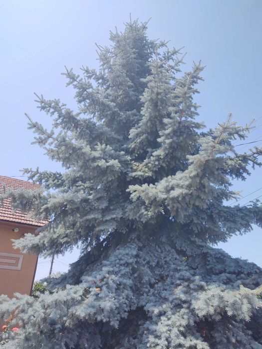 Brad argintiu natural unicat