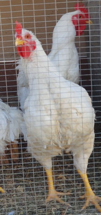 Петухи Хурозлар хонаки ва броллер