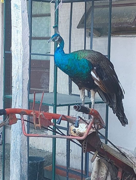 Vând păun din 2024