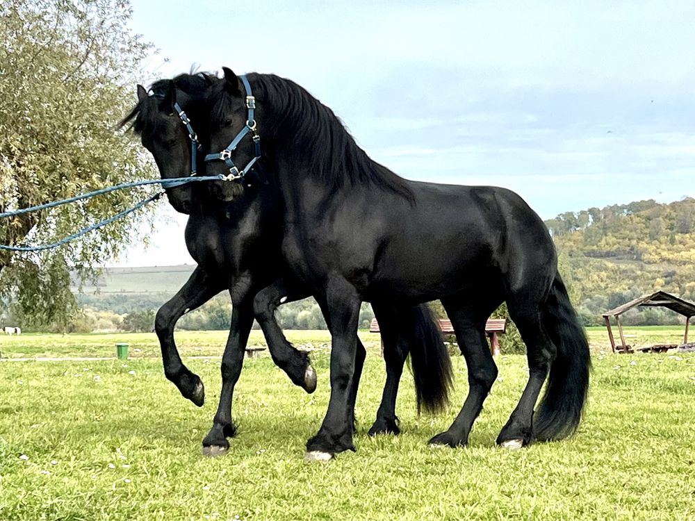 Armasari Friesian pereche Frizian