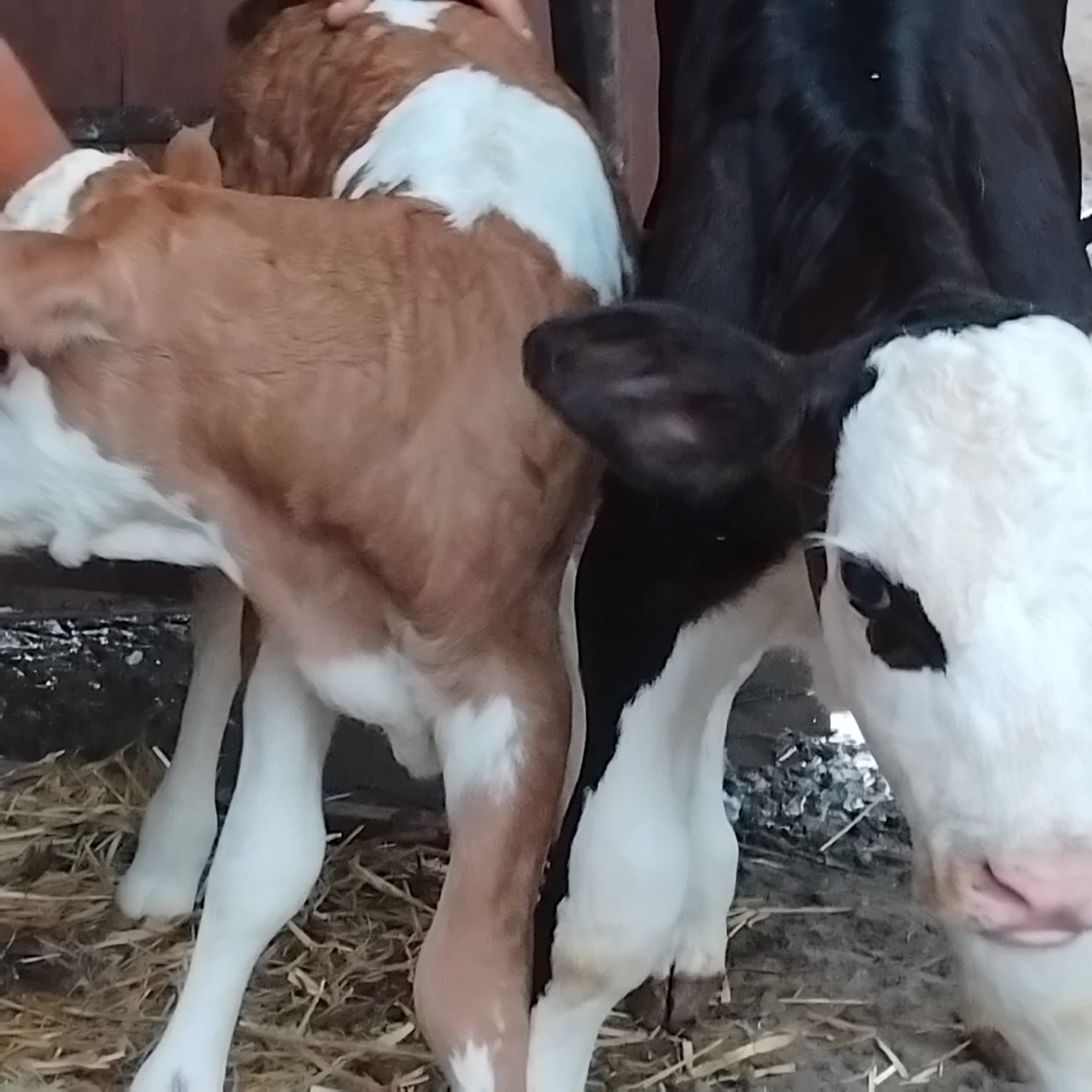 Vând un tauras și o vitea