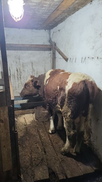 Продам бычка 1,5