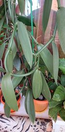 Ванилия-орхидея резенчета на по 10-15 см.