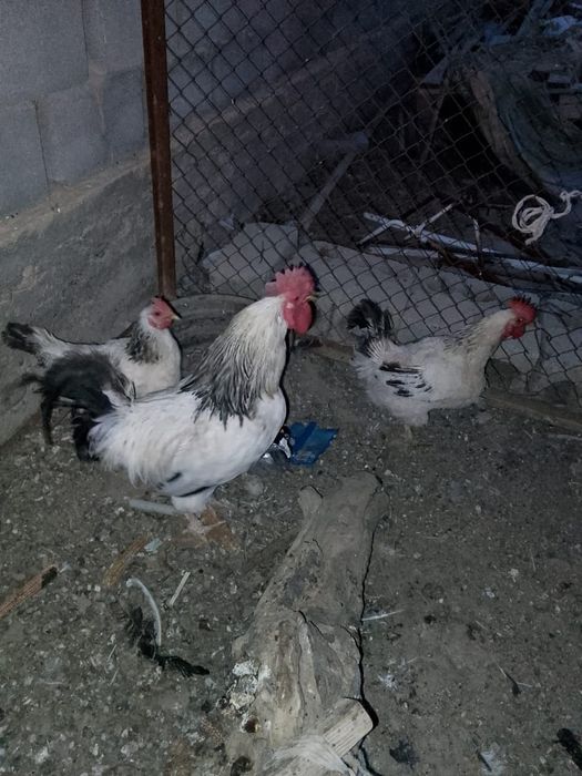 Тауықтар сатылады 3штук