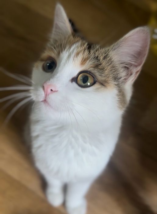 Отдам в добрые руки котенка