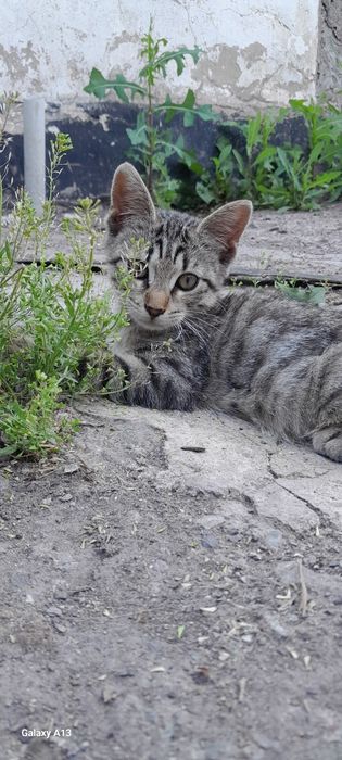 Отдам кошечку в хорошие руки