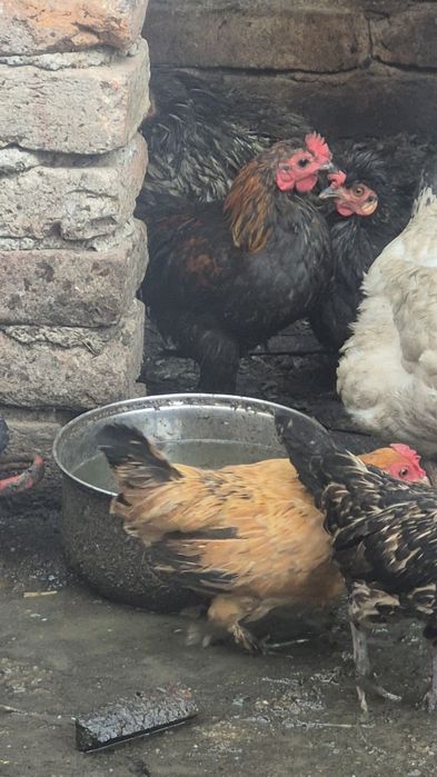 Gaini de munte Richi