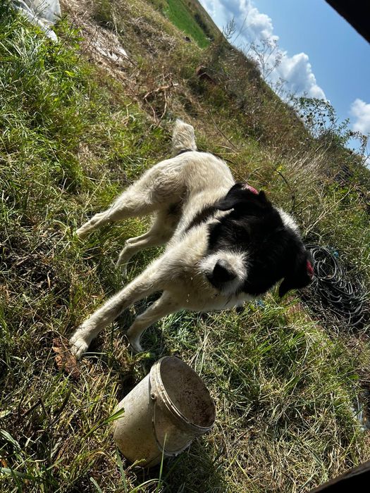 Vaci de vanzare de carne și lapte