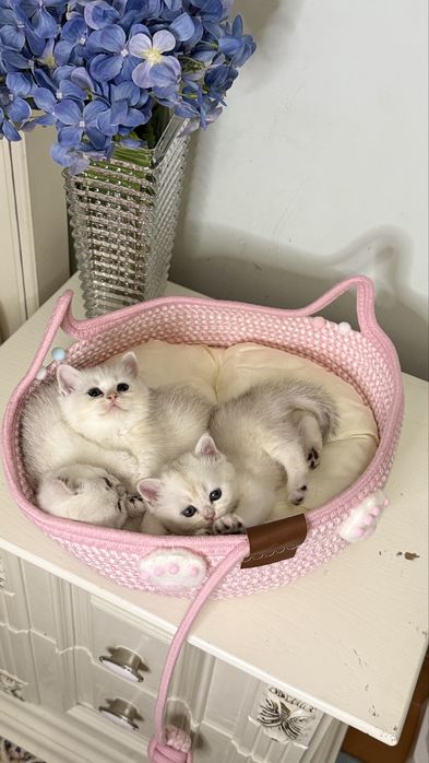 Серебристая шиншилла