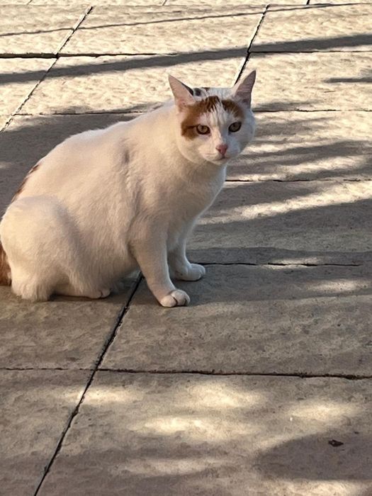 Două pisici spre adopție