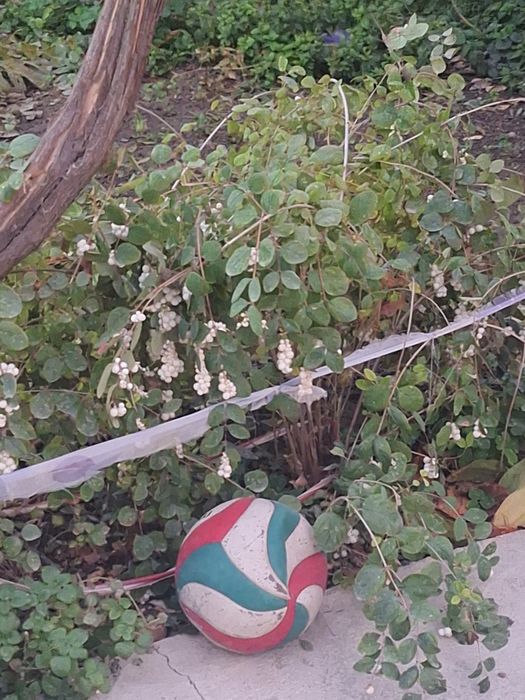 Цветы огородные и горшочные.