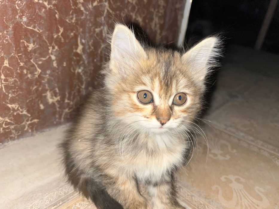 Mushuk bolalari sotiladi