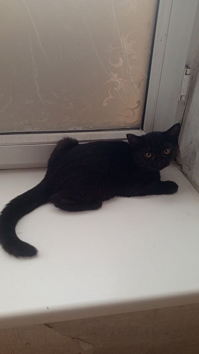 Продаётся Европейская БУРМА Бурманская Порода Котёнок НЕкастрированный