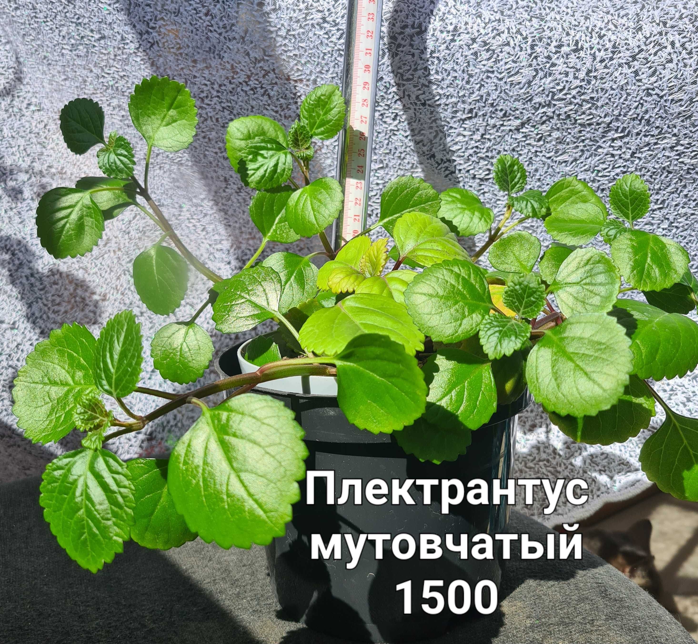 Цветы комнатные разные