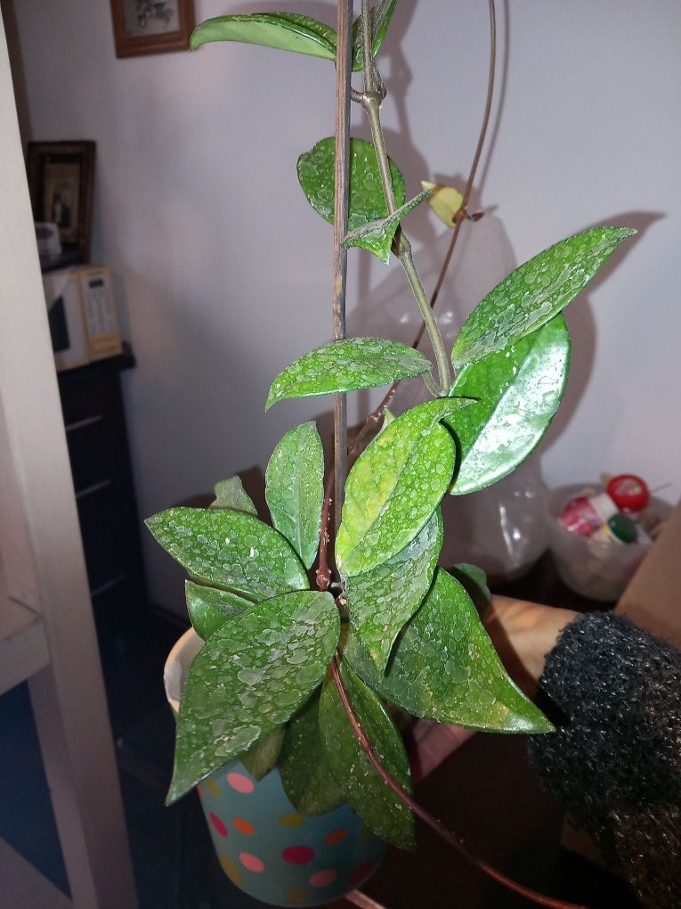 Hoya carnosa sau lacrima maicii domnului!