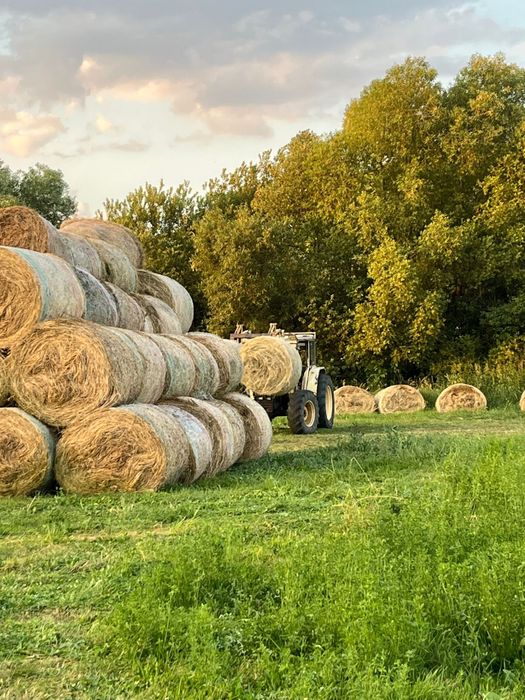 Vand baloti de fan lucerna otava
