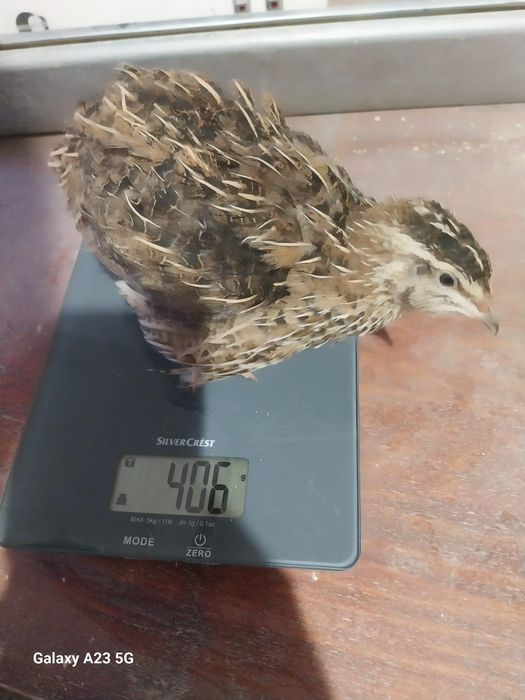 Prepelițe gigant polar, japoneze și jumbo gold