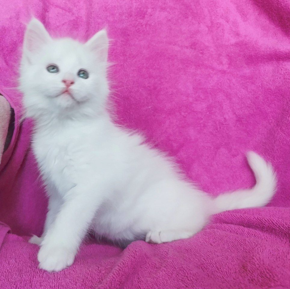 Котята майн куна