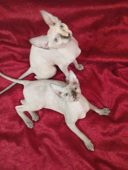 Канадский сфинкс