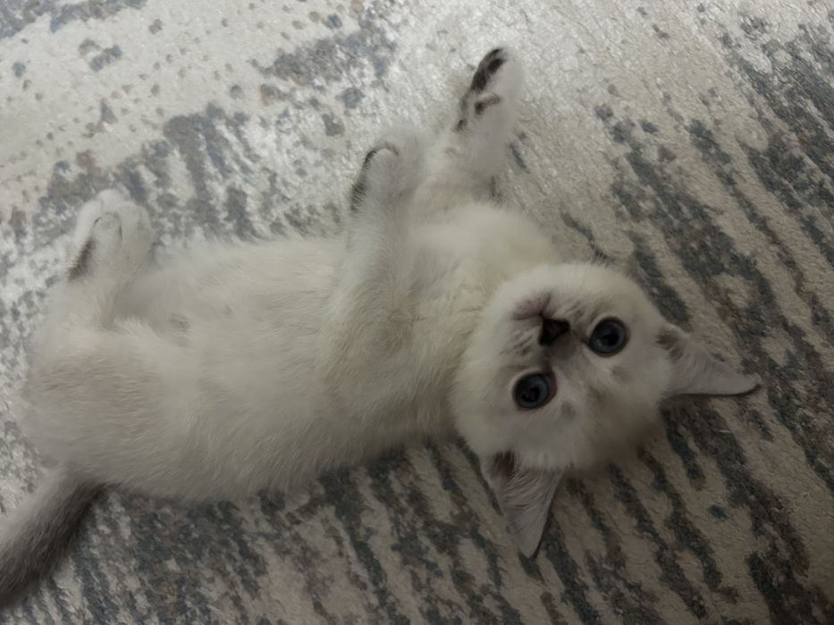 Продается котята,обе девочки пародистые мама прямоухая папа шиншилла