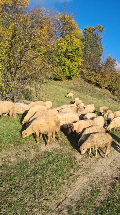 Oi tigaie ruginie si bucalaie de vanzare