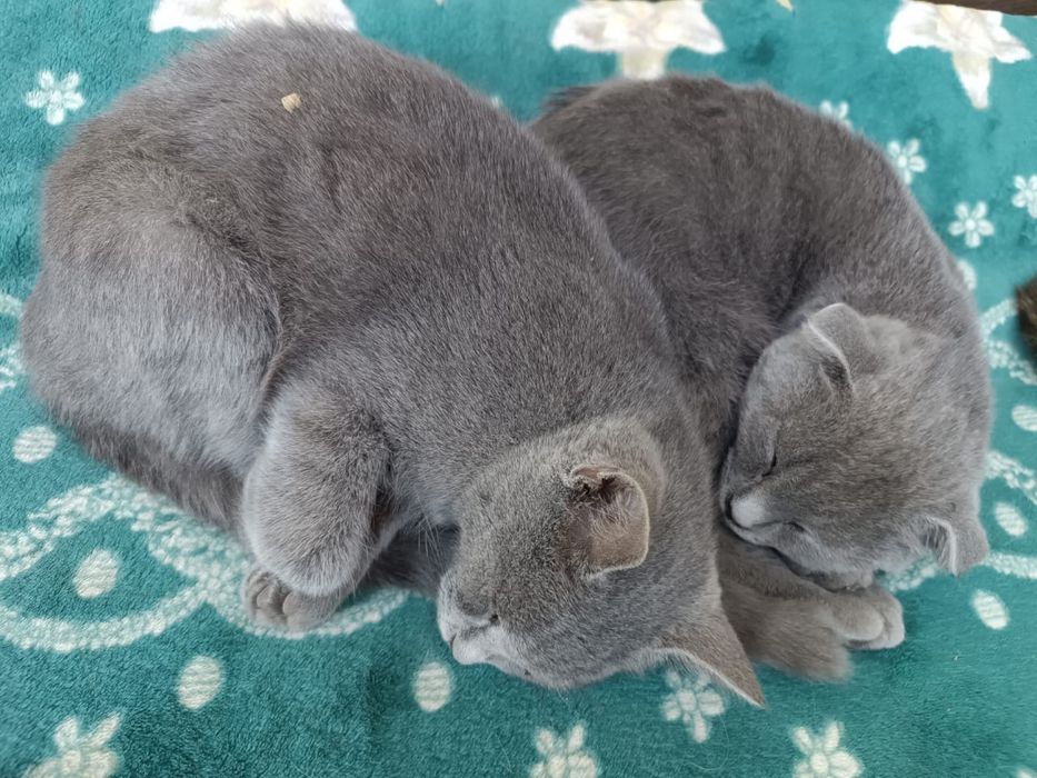 Котята смесь британца и шотландца Симба и Симка