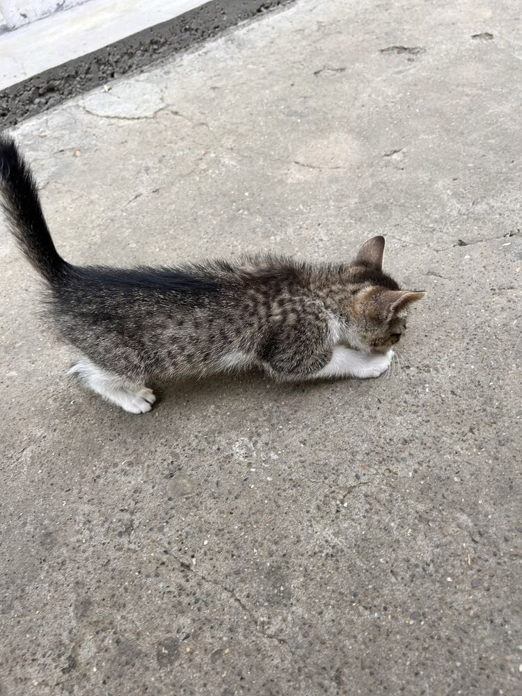 Dau spre adoptie un motanel