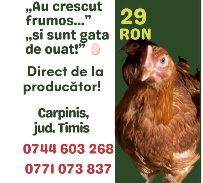 Avicola Balagri srl, Vinde puicuțe ouătoare Lohmann Classic