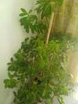 Planta decorativa, arbore de cauciuc