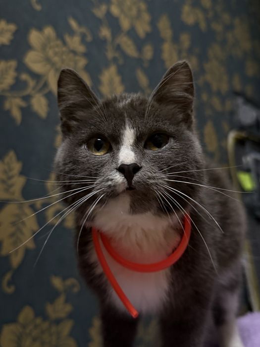 Отдадим котенка, мальчика