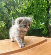 Pui pisica Scottish fold