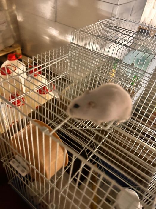 Hamster alb gratuit