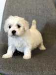 Bichon Maltez Fetiță
