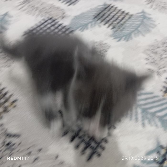 Продоётся кот 2 месяцев бонусом идёт лоток,когтеточка, игрушкаи всякое