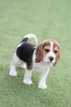 Catel beagle mascul