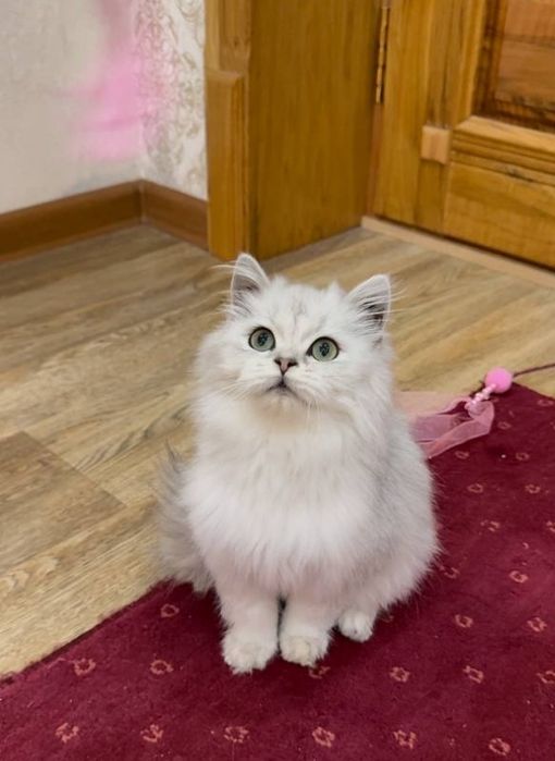 British haylend cats длинашерстная кот