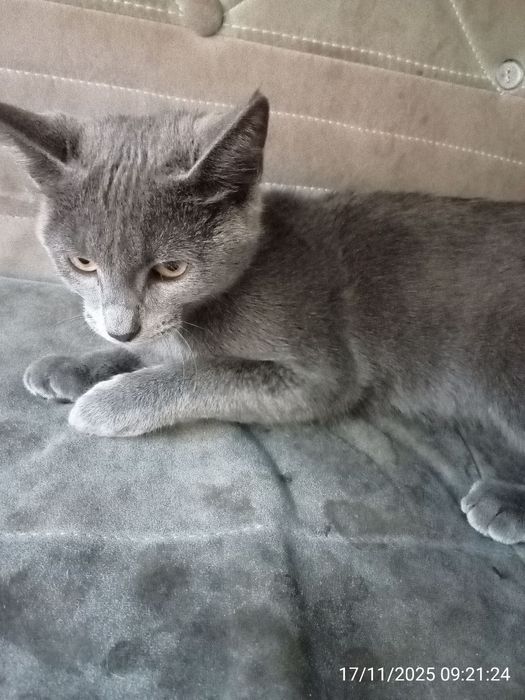 Mushuk sotiladi . Russiyan Bule