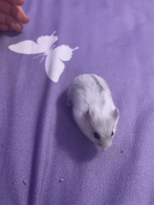 Donez hamster mascul (5 săptămani)