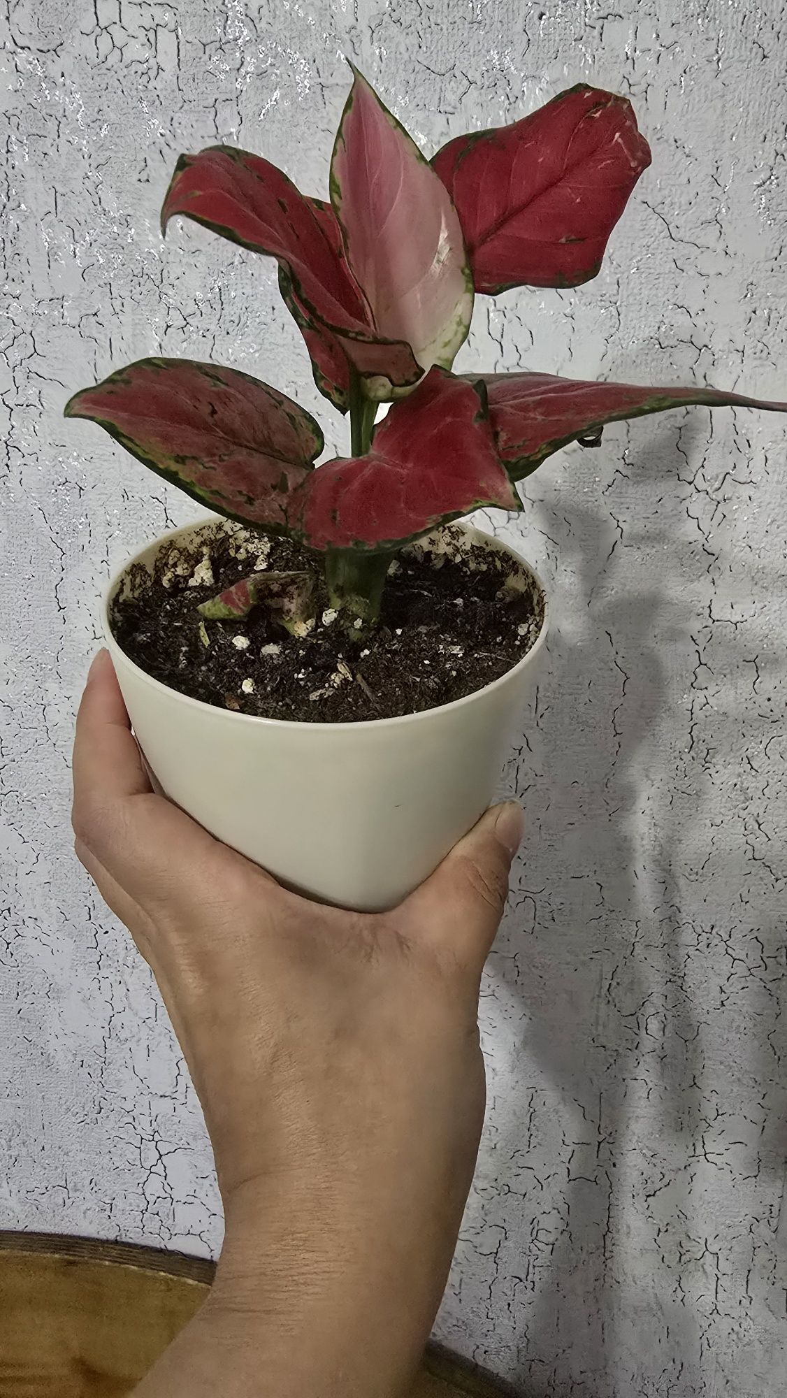 Продам Аглонему (адаптирован)