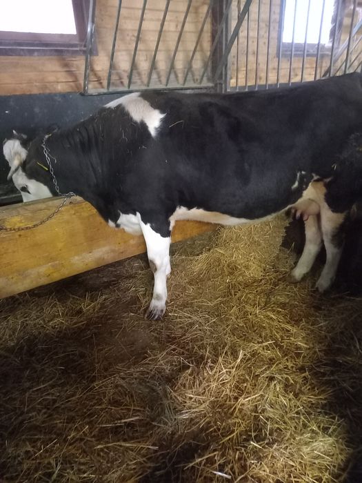 Vaca tanara si linistita