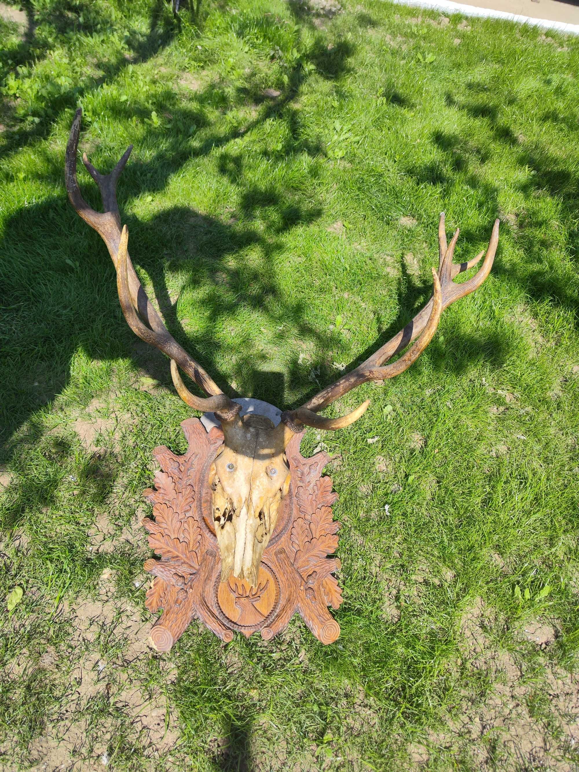 Coarne Craniu Cerb pe Panoplie Lemn Sculptat