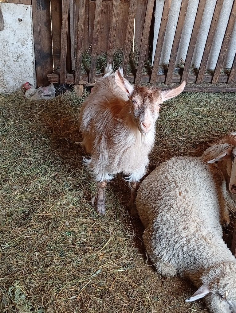 Doi Iezi de vânzare
