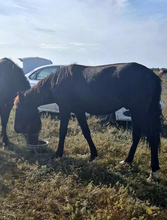 Продам Тай полторашка